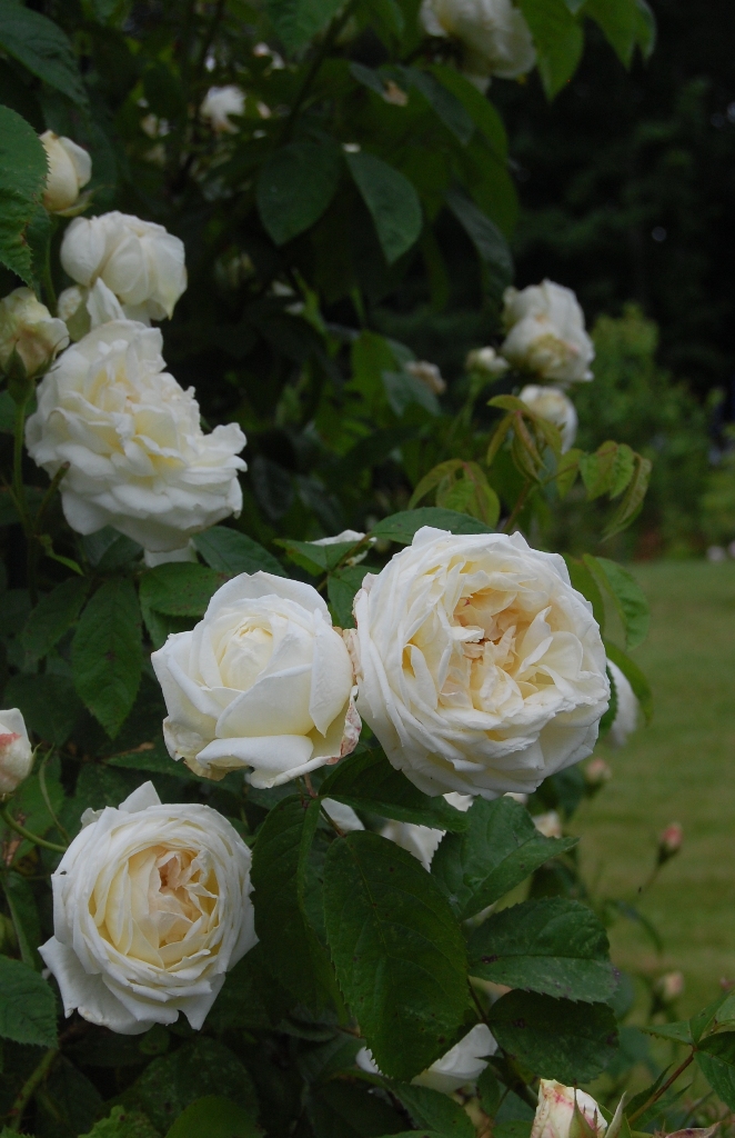 White blush ros
