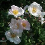 Rosa richardii
