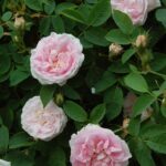 Maiden's Blush