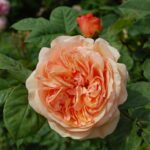 Abraham Darby