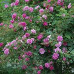 Rosa californica Plena