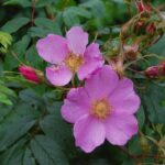 Rosa acicularis