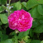 Rose de Resht