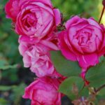 'Alexander McKenzie'