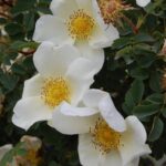 'Rosa Altaica'