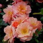 'Aprikola'