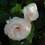 Aspirin Rose
