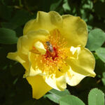 'Aïcha'