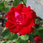 'Champlain'