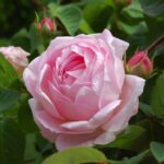'Constance Spry'