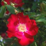 'Eddie's Jewel'
