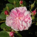 'Fantin Latour'