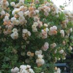 'Ghislaine de Feligonde'