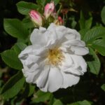 'Henry Hudson'