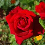 'Ingrid Bergman'