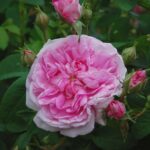 'Ispahan'