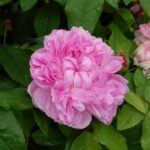 'Jacques Cartier'