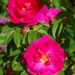 'John Cabot'