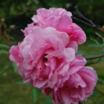 'John Davis'
