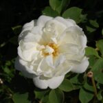 'Karl Foerster'