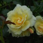 'Leverkusen'