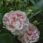 Great Maiden's Blush
