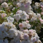 'Mignonette'