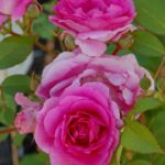 'Morden Centennial'
