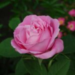 'Mrs John Laing'