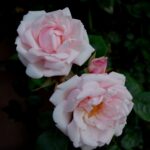 'New Dawn'