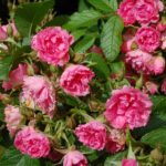 'Pink Grootendorst'