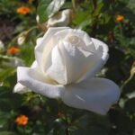 'Polarstern'