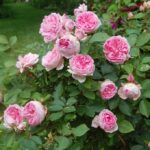 'Prairie Joy'