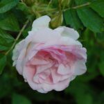 'Ritausma' 