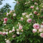 'Ritausma'
