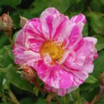 Rosa Mundi