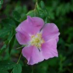 'Rosa acicularis'
