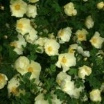 'Rosa cantabrigiensis'