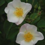 'Rosa dupontii'