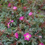 'Rosa glauca'