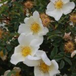 Rosa spinosissima 'Altaica'