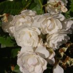 Schneewittchen