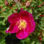 'Single Cherry'
