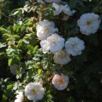'Stanwell Perpetual'