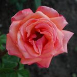 'Troika'