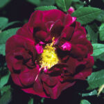 'Tuscany'