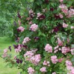 'Valdemar'
