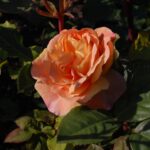 'Westerland'