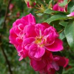 'William Baffin'