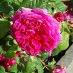 'Young Lycidas'